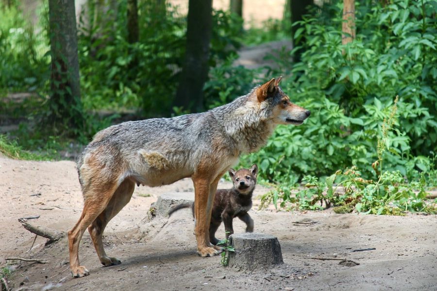 Eine Wölfin mit einem Welpen. Die Wölfin im Territorium Greifenstein könnte auch schon bald für Wolfsnachwuchs sorgen. (Symbolbild: Manfred Richter auf Pixabay)