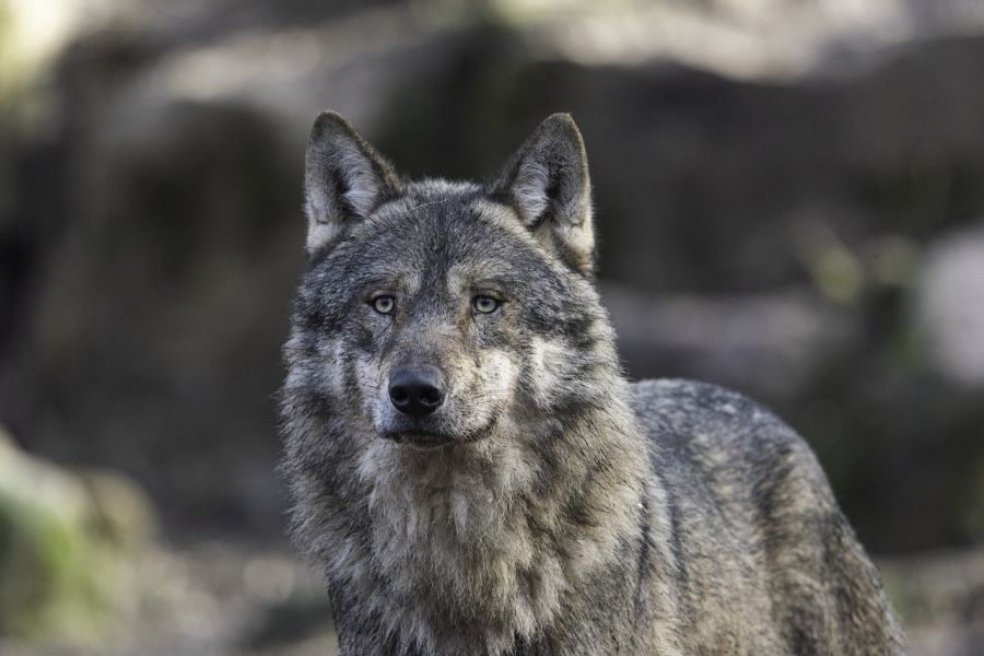 Ein Wolf. (Symbolbild: keyouest auf Pixabay)