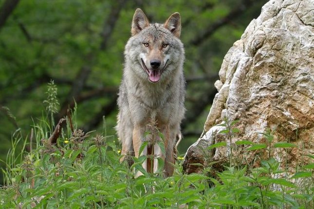NRW: Mehrere Wölfe spurlos verschwunden