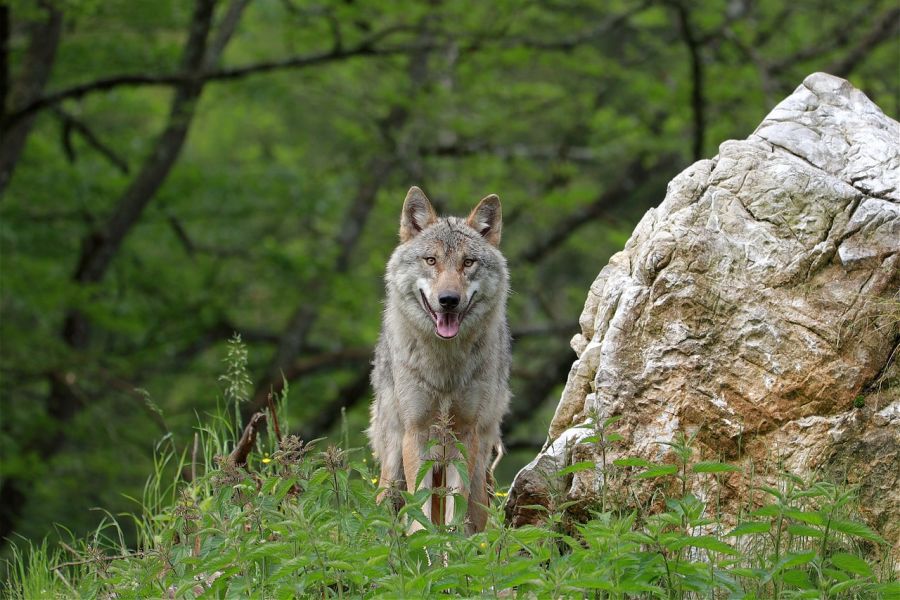 Ein Wolf, der auf einem Hügel neben einem Felsbrocken steht. (Symbolbild: Franz W. auf Pixabay)