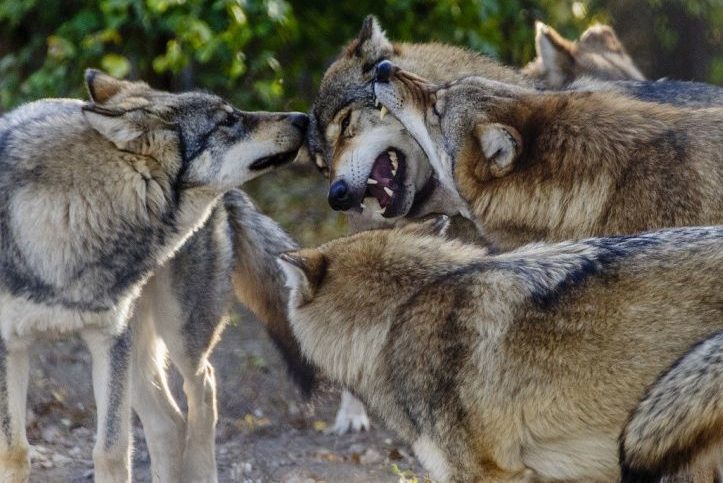 Weitere Wolfsabschüsse bewilligt