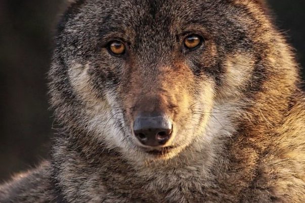 Wölfe in Hessen haben erneut Nachwuchs