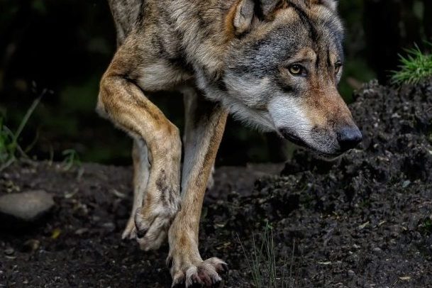 Fünf tote Schafe in der Gemeinde Todtnau – Es war ein Wolf!