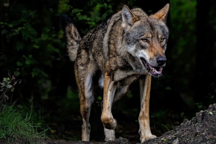 Ein Wolf. (Symbolbild: Angela auf Pixabay)