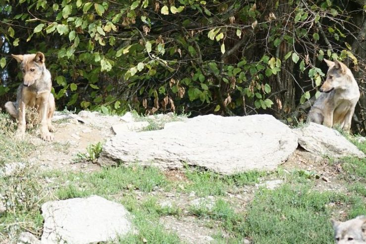 Zwei Jungwölfe im Kanton Graubünden geschossen