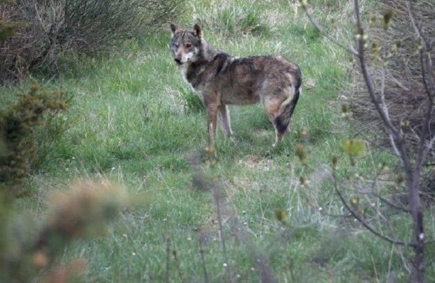 Wolfsabschuss ausgesetzt: Land verteidigt Maßnahme