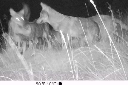 Erstes Wolfsrudel seit hundert Jahren im Engadin nachgewiesen