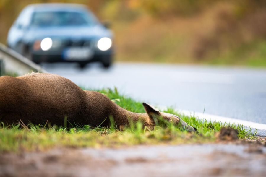 Achtung: Wild auf der Straße. Im Herbst steigt die Gefahr von Wildunfällen. (Quelle: Grell/DJV)