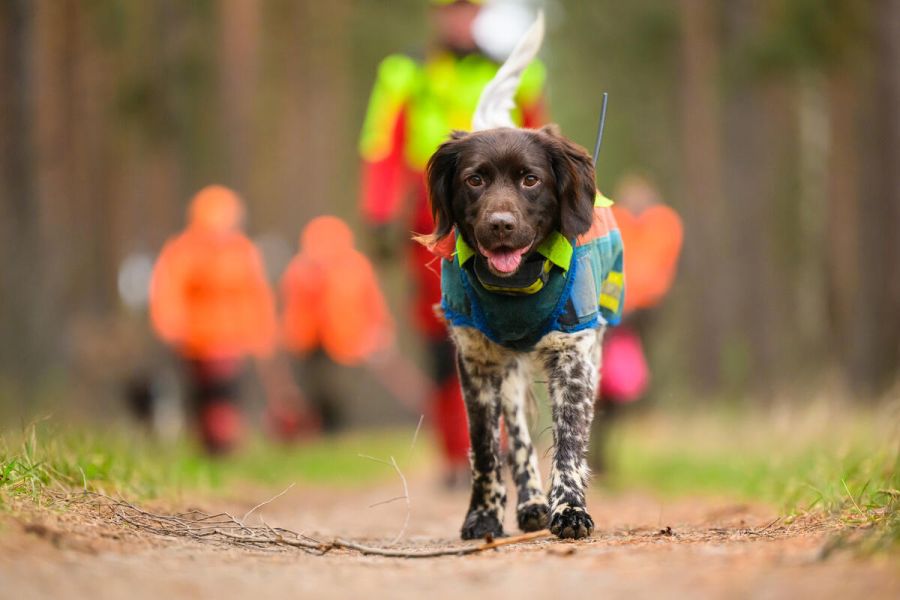 Kleiner Münsterländer mit einer Hundeschutzweste während einer Drückjagd: Jagdhunde sind Familienmitglieder mit Beruf. (Quelle: Grell/DJV)