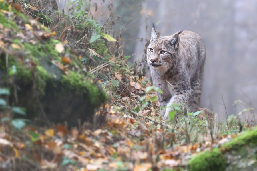 Luchs im Nebel (Symbolbild: © Archiv Naturschutz LfULG / N. Kappenstein)