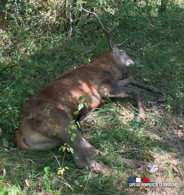 Mit einem Anhänger wurde der Hirsch wieder in seinen natürlichen Lebensraum gebracht. (Fotos: M. Andrieu / Sapeurs-Pompiers de la Dordogne)