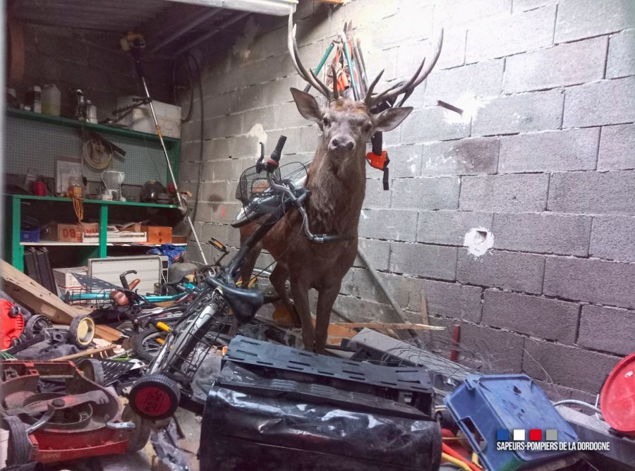Der Hirsch in der Garage. (Foto: M. Andrieu / Sapeurs-Pompiers de la Dordogne)