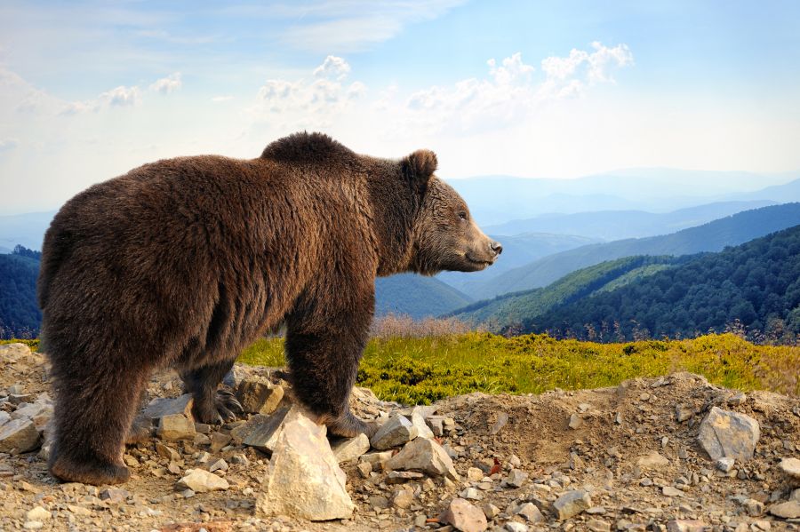 Ein Braunbär (Ursus arctos) am Berg. (Symbolbild: iStock/Byrdyak)