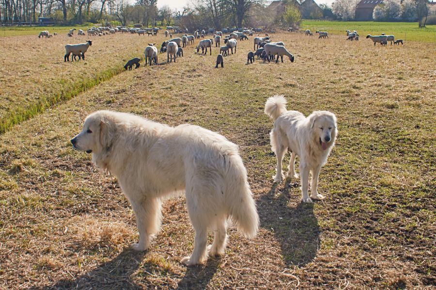 Zwei Herdenschutzhunde bei ihrer Herde. (Symbolbild: iStock/-RoMy-)