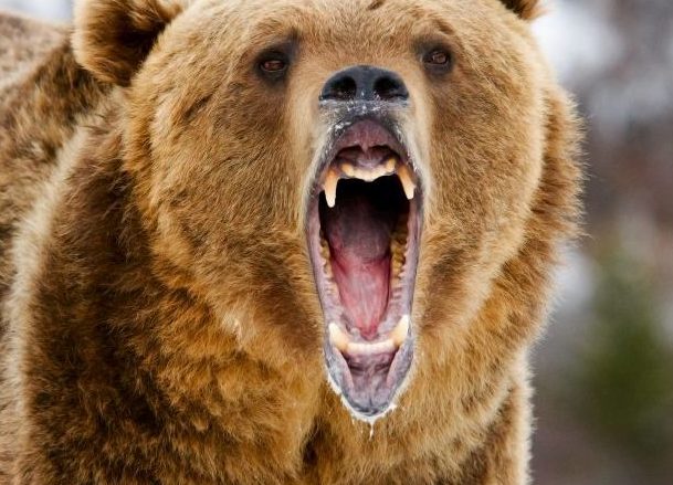 Tödlicher Bärenangriff im Banff-Nationalpark
