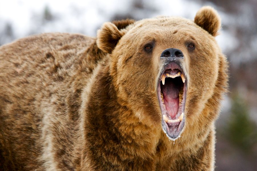 Ein Grizzly-Bär mit weit aufgerissenem Maul. (Symbolbild: iStock/seread)