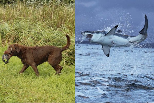 Jagdhund bei Entenjagd in Nova Scotia von Hai angegriffen und getötet