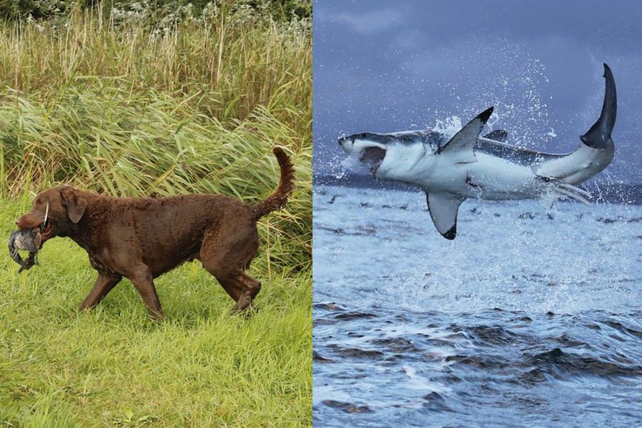 Ein Chesapeake Bay Retriever und ein Weißer Hai. (Symbolbilder: MLbay auf Pixabay; mtorben auf Pixabay)