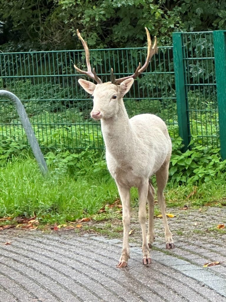 Der Weiße Damhirsch. (Foto: Polizei)