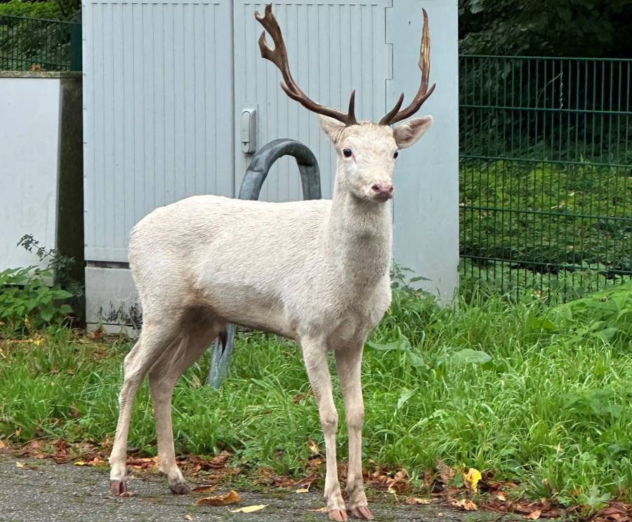 Der Weiße Damhirsch. (Foto: Polizei)