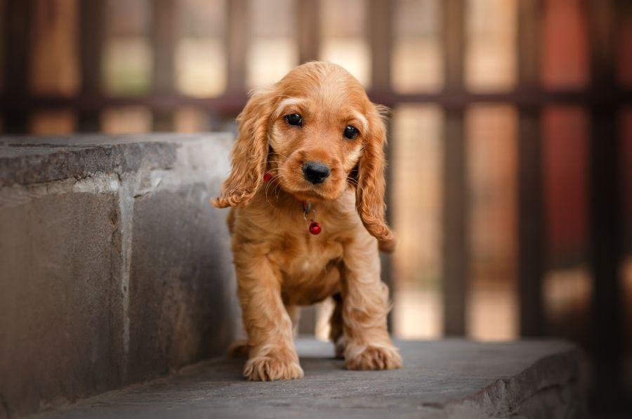 Das Geschäft mit Hundewelpen und Katzenbabys boomt. (Foto: Kate - stock.adobe.com)