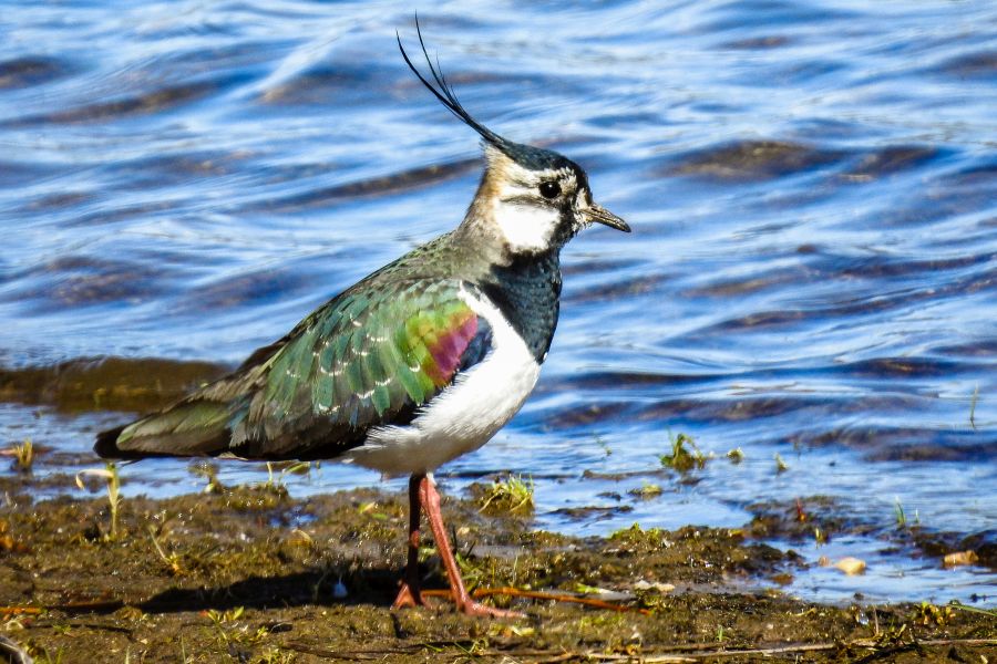 Vogel des Jahres 2024: Der Kiebitz. (Foto: Kathy Büscher, NABU Rinteln)