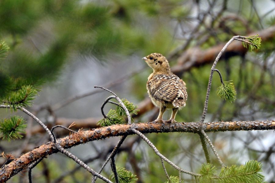 Ein Auerwild-Küken auf einem Ast sitzend. (Foto: Erich Marek)