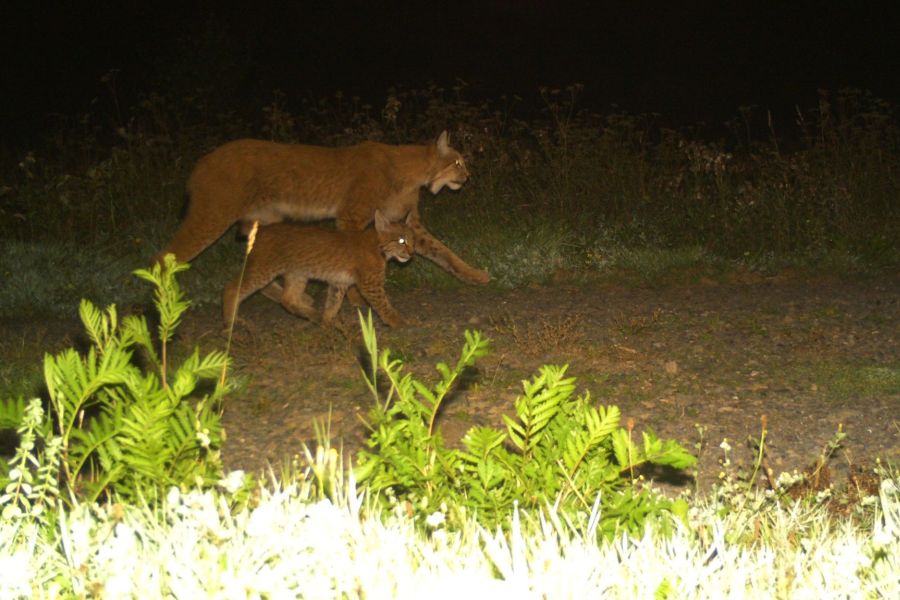 Eine Luchsin im Gleichschritt mit einem ihrer beiden Jungtiere. (Foto: TMUEN)