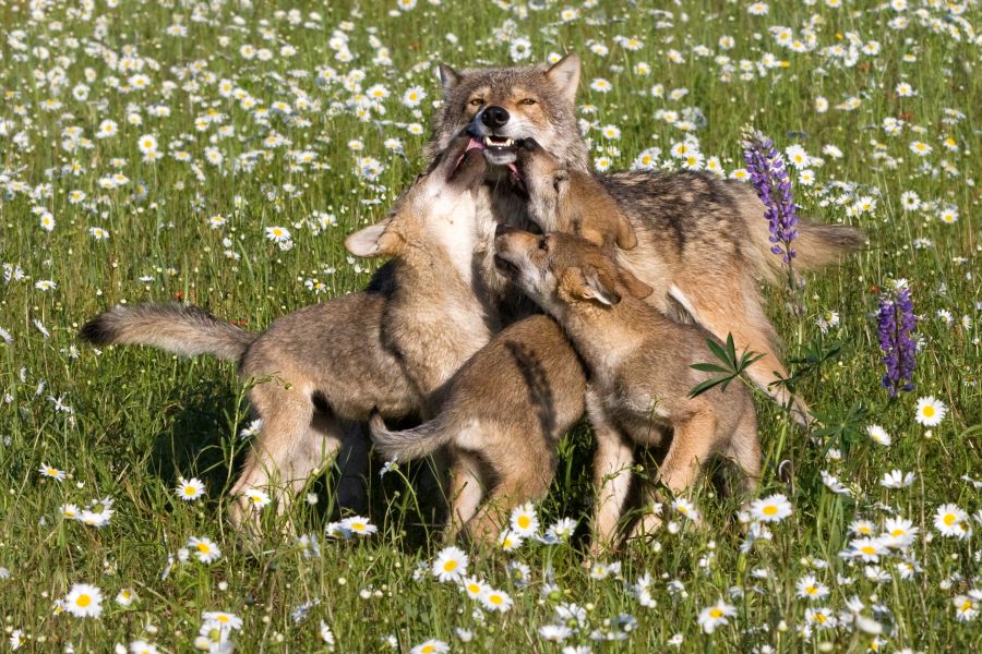 Eine Wölfin mit ihren drei Welpen auf einer Blumenwiese. (Symbolbild: iStock/dssimages)