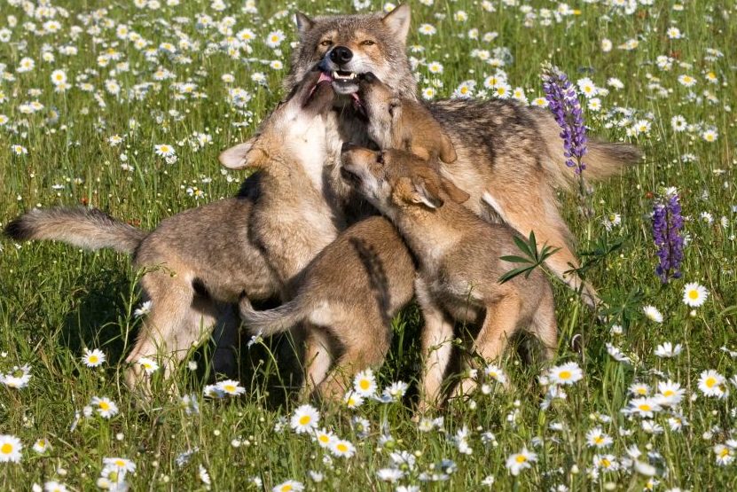 Wolfsmonitoring in Hessen: Neuer Wolfsnachwuchs und Übergriffe auf Nutztiere
