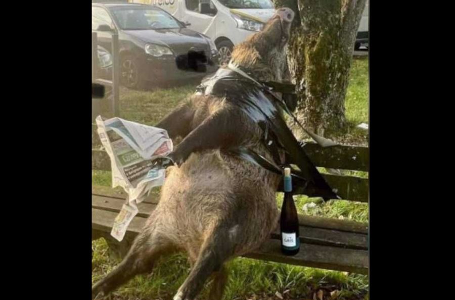 Ein in einem Park gefundenes Wildschwein, das auf einer Bank mit einer Zeitung und einer Flasche Wein sitzt. (Foto: Screenshot FB)