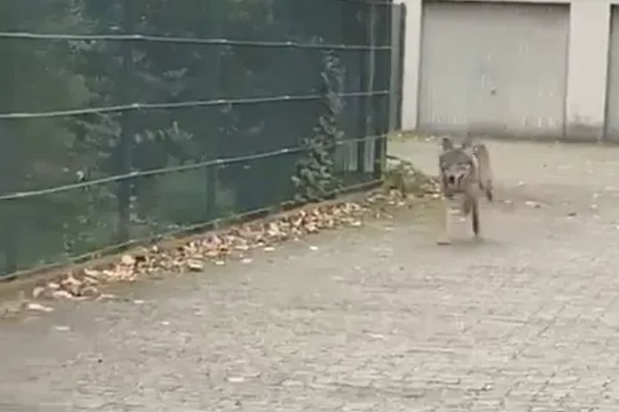 Die Polizei veröffentlichte ein Video, das eine Anwohnerin aufgenommen hat und den Wolf in einem Wohngebiet zeigen soll. Hier ein Screenshot aus diesem Video.