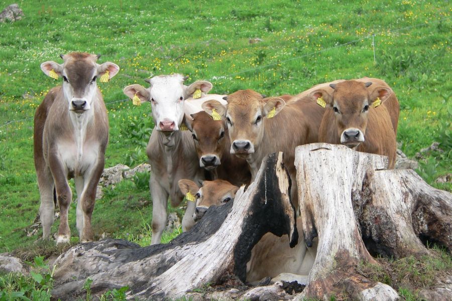 Sechs Kälber auf einer Schweizer Alpe. (Symbolbild: Daniel Köchli auf Pixabay)