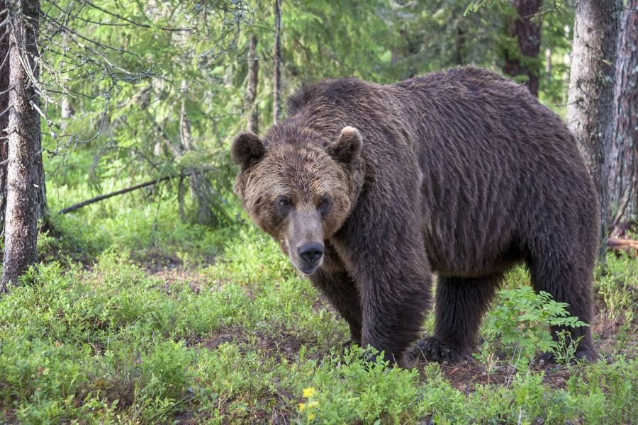 Ein einzelner Braunbär in einem Waldstück. (Symbolbild: Tapani Hellman auf Pixabay)