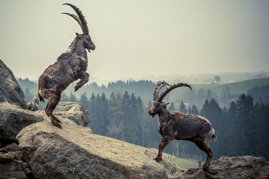 Zwei kämpfende Steinböcke am Berg. (Symbolbild: Mario Hofer auf Pixabay)