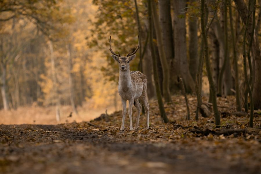 Ein Damhirsch im herbstlichen Wald. (Symbolbild: Rick Dekker auf Pixabay)