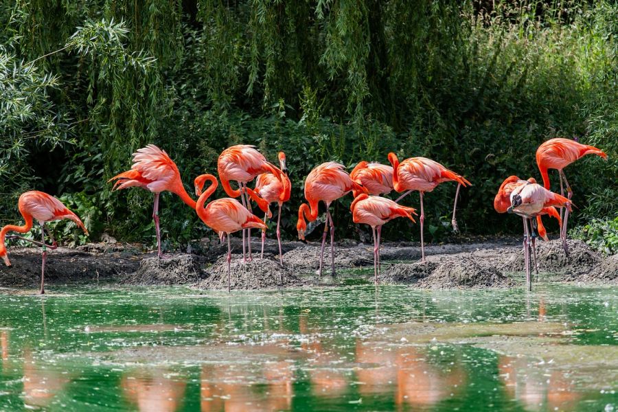 Eine Gruppe Roter Flamingos. (Symbolbild: Kev auf Pixabay)