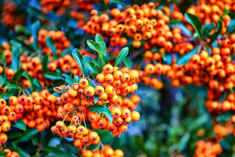 Reife orange Früchte der Mehlbeere (Sorbus Aria) im Herbst. (Symbolbild: iStock/DR pics24)
