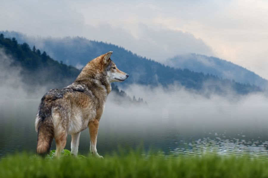 Ein Wolf vor einem Gebirgshintergrund. (Symbolbild: iStock/Byrdyak)