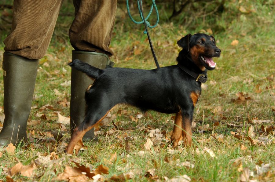 Ein Deutscher Jagdterrier an der Leine seines Herrchens. (Symbolbild: iStock/ncn18)