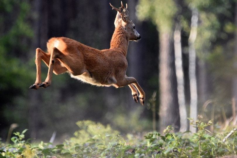 Hund wildert Reh zwischen Stockhausen-Illfurth und Großseifen