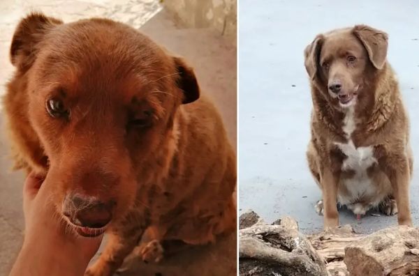 Ältester Hund er Welt stirbt mit 31 Jahren