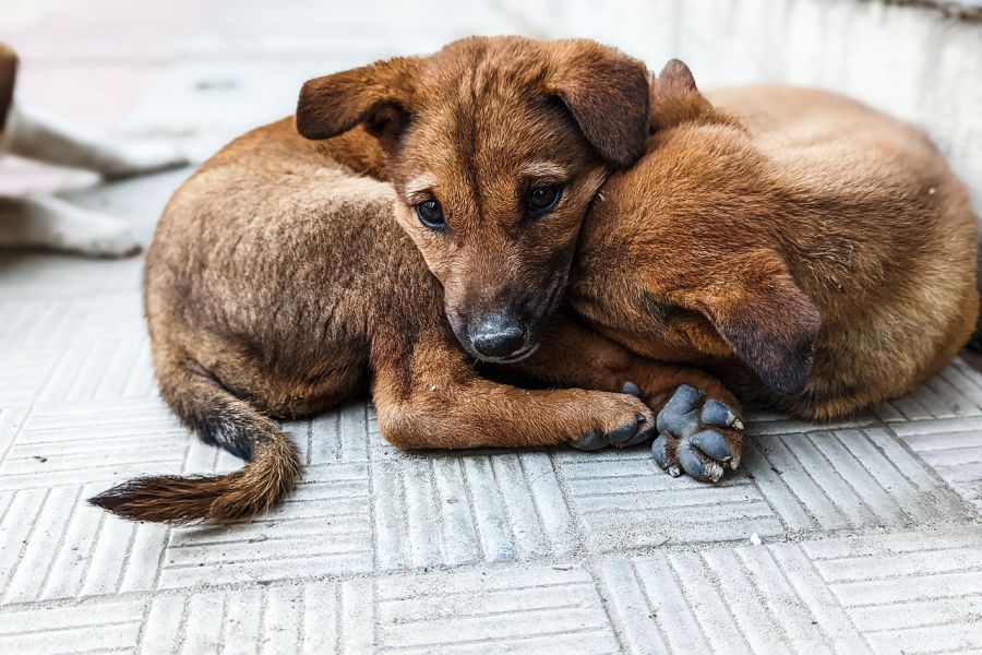 Straßenhunde oder Welpen, so süß sie auch sein mögen, die illegal nach Deutschland mitgebracht werden, stellen ein nicht zu verachtendes Risiko für einheimische Tiere aber auch Menschen dar. (Symbolbild: Tareq Shuvo auf Pixabay)