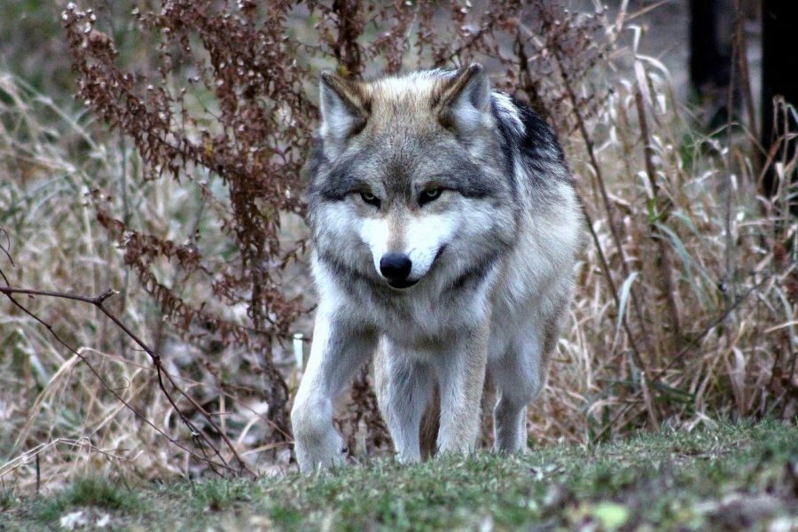 Ein einzelner Wolf, der einen Hang hinaufzieht. (Symbolbild: steve fehlberg auf Pixabay)