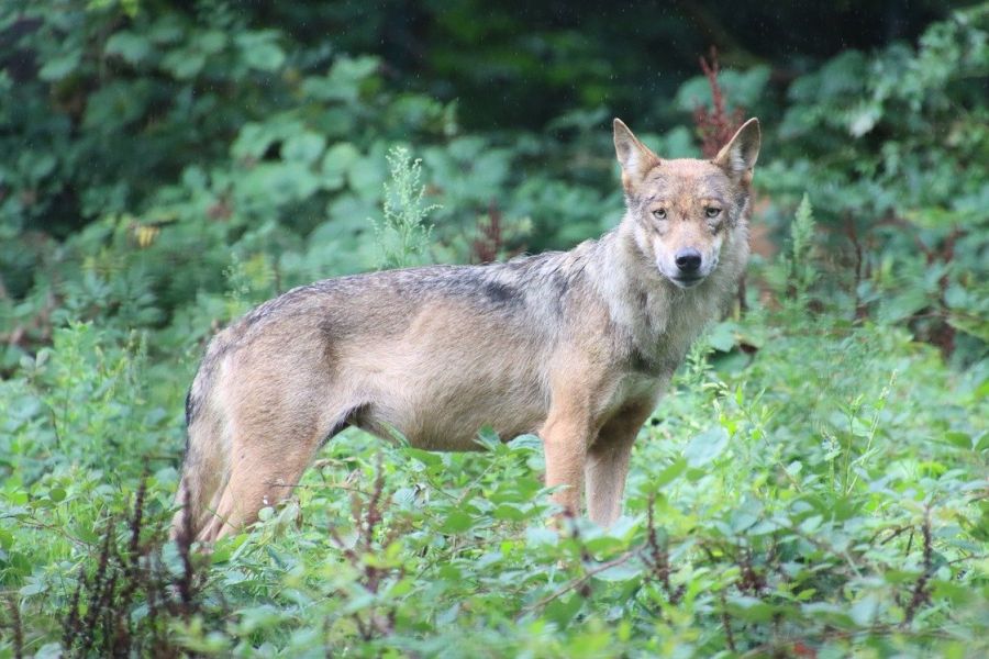 Ein Wolf auf einer Grünfläche. (Symbolbild: Dominik Rheinheimer auf Pixabay)