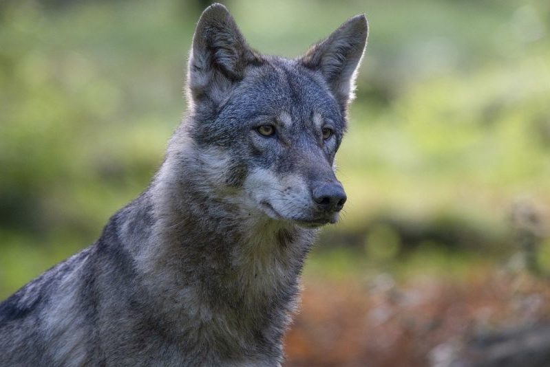 Der Wolfsbestand in Dänemark könnte erheblich wachsen