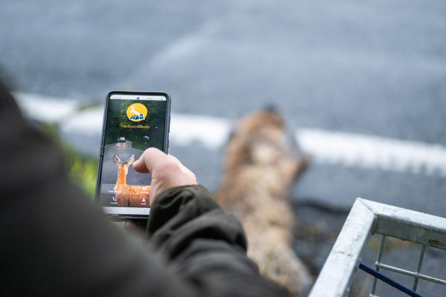 Mit der Tierfund-Kataster-App lassen sich in wenigen Klicks verunfallte Wildtiere melden. (Quelle: Grell/DJV)