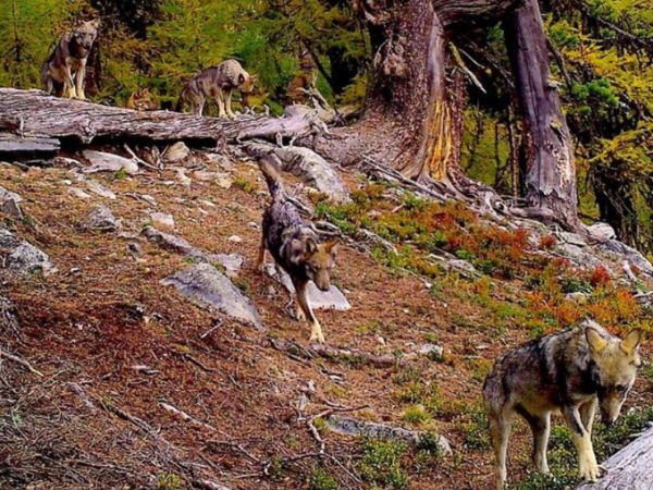 Wallis: Freigabe zur Jagd auf Wölfe im großen Stil