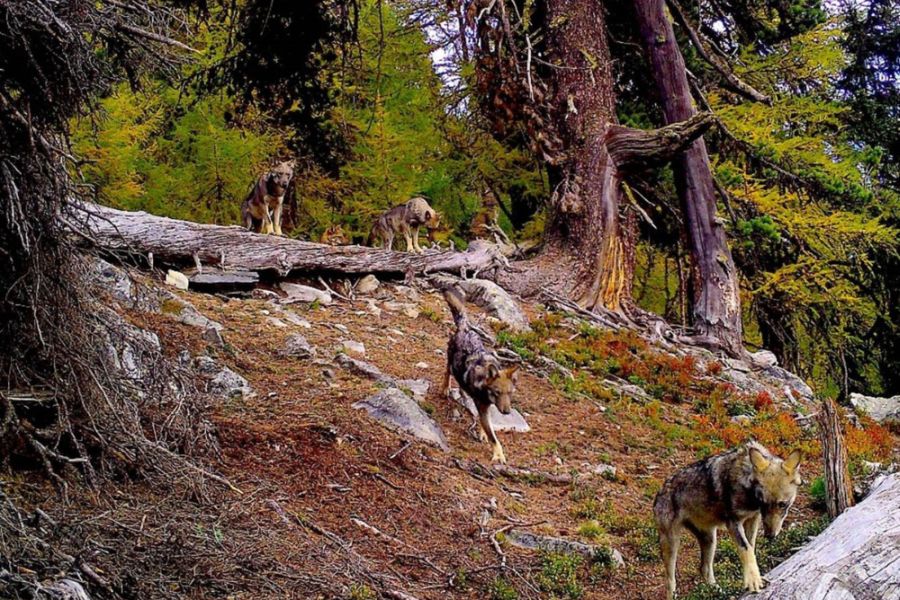 Ein Wolfsrudel, das einen Hang hinunterläuft. (Foto © Dienststelle für Jagd, Fischerei und Wildtiere)