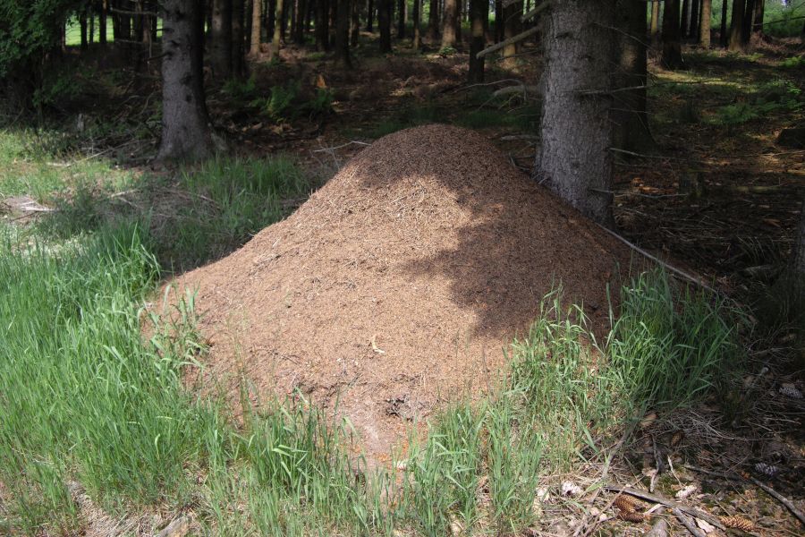 Ein Ameisenhaufen im Wald. (Foto: Joachim Orbach)